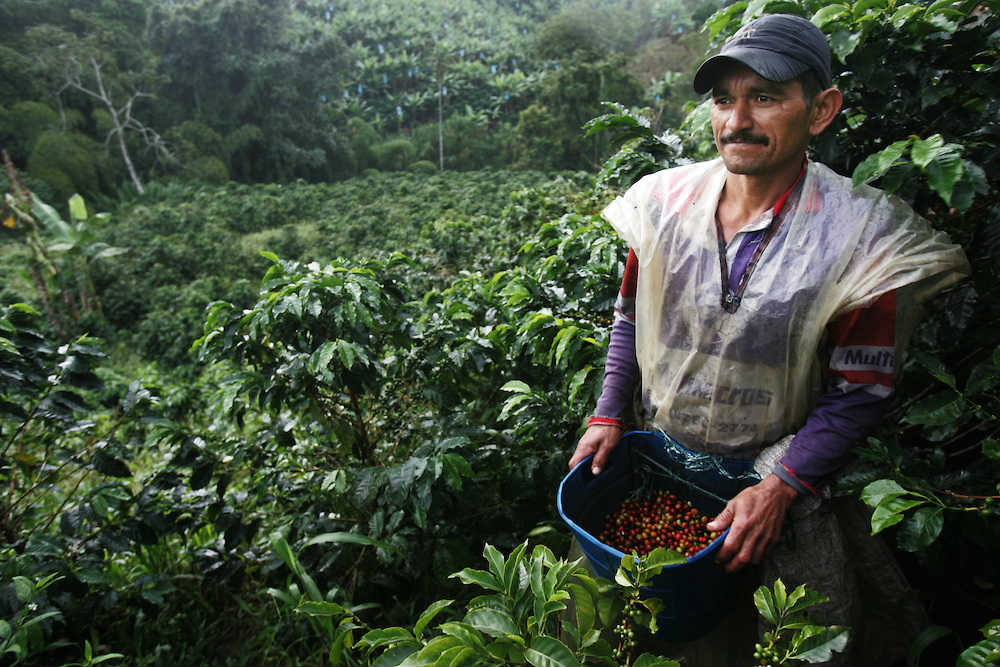 Foto: David Rochkind (plantaža kafe u Kolumbiji)